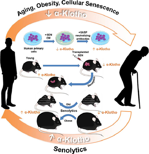 Proteína a-klotho