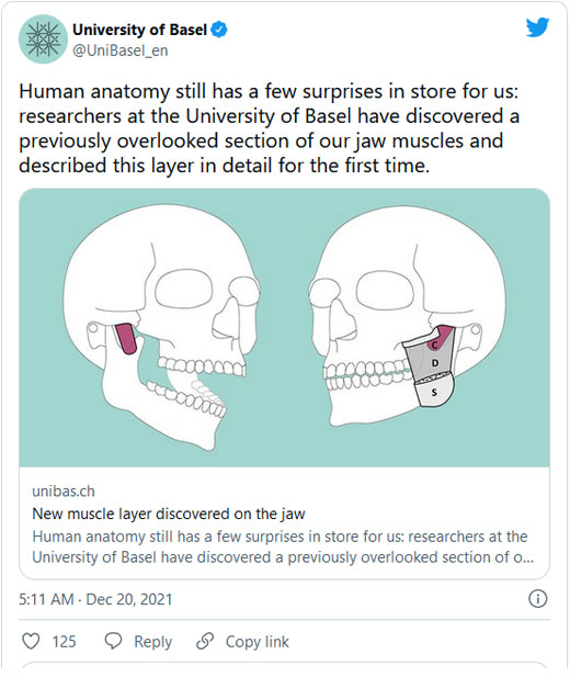 Descubrieron una tercera y súper profunda capa del músculo masetero