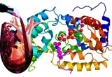 Sirtuinas, resveratrol y restriccin calrica: la frmula de la longevidad?